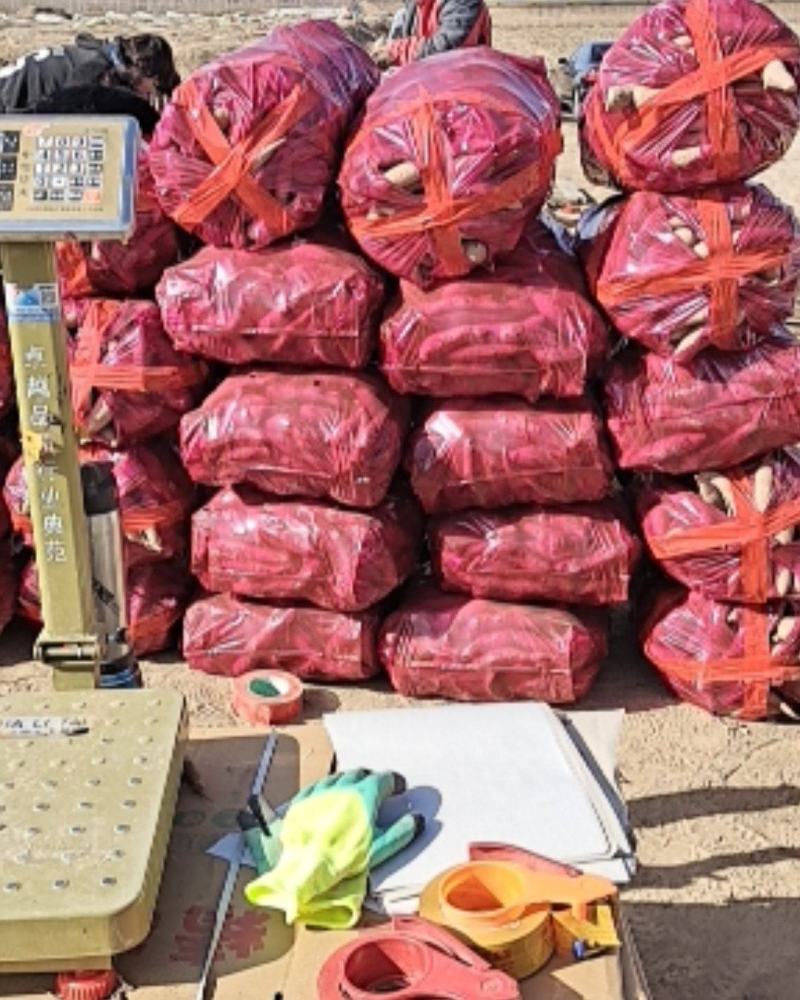 红薯龙薯九商品薯通货各等级地瓜欢迎各地老板前来洽谈合作