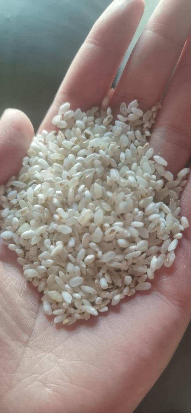 宁夏粳米色选米，质量没问题，欢迎询问