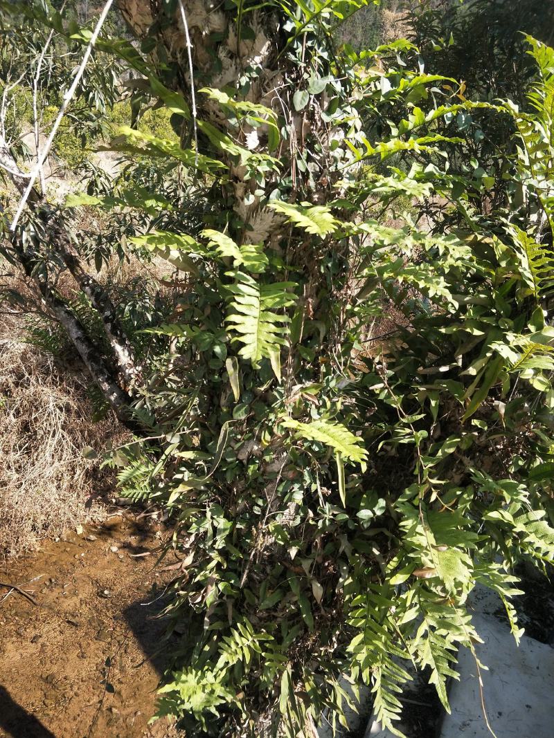 新鲜野生骨碎补毛姜爬岩姜石岩姜接骨500g/件包邮