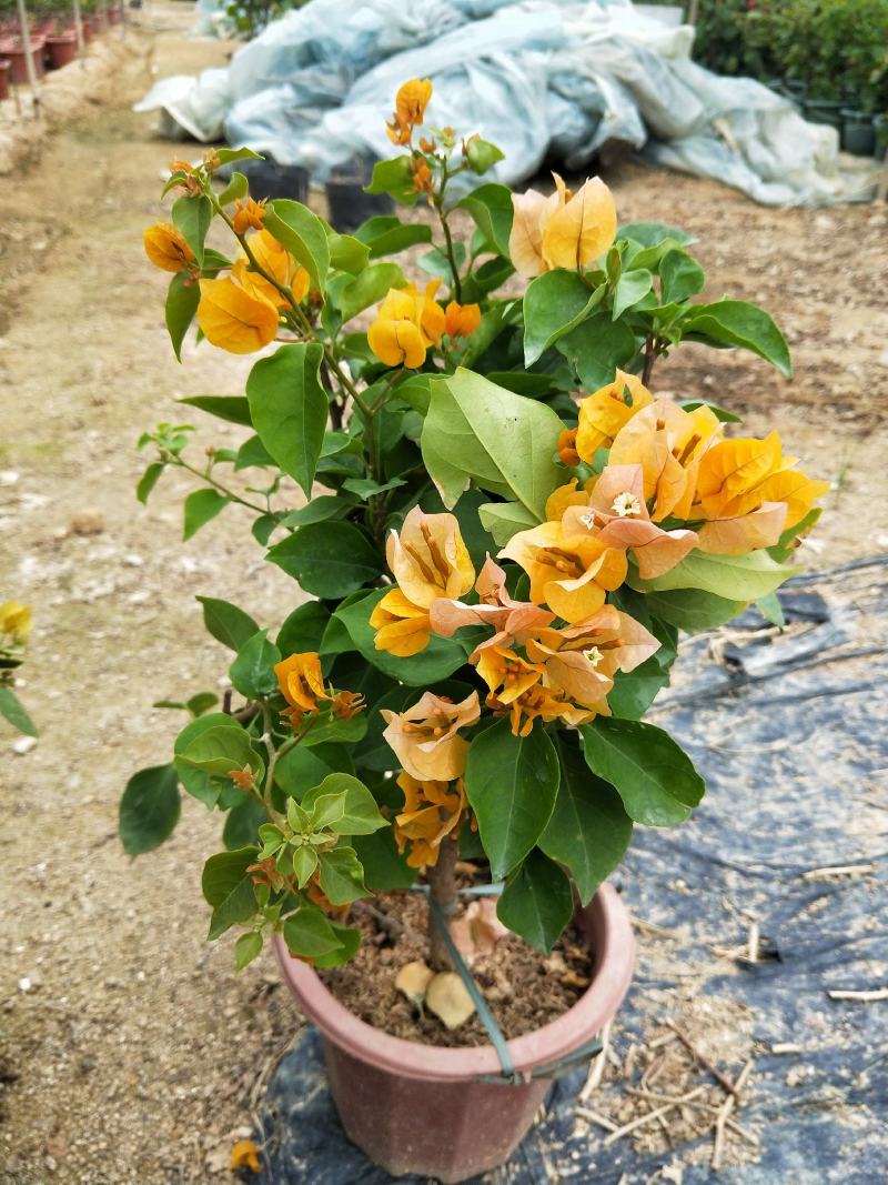 黄花（加州黄）三角梅小红盆基地直营长期供应