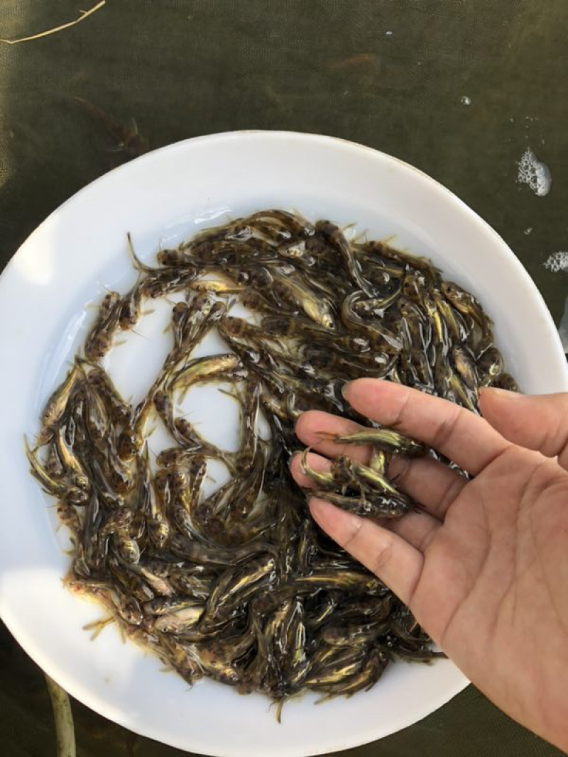 黄骨鱼苗优质淡水黄颡鱼苗牛尾巴黄腊丁黄辣丁
