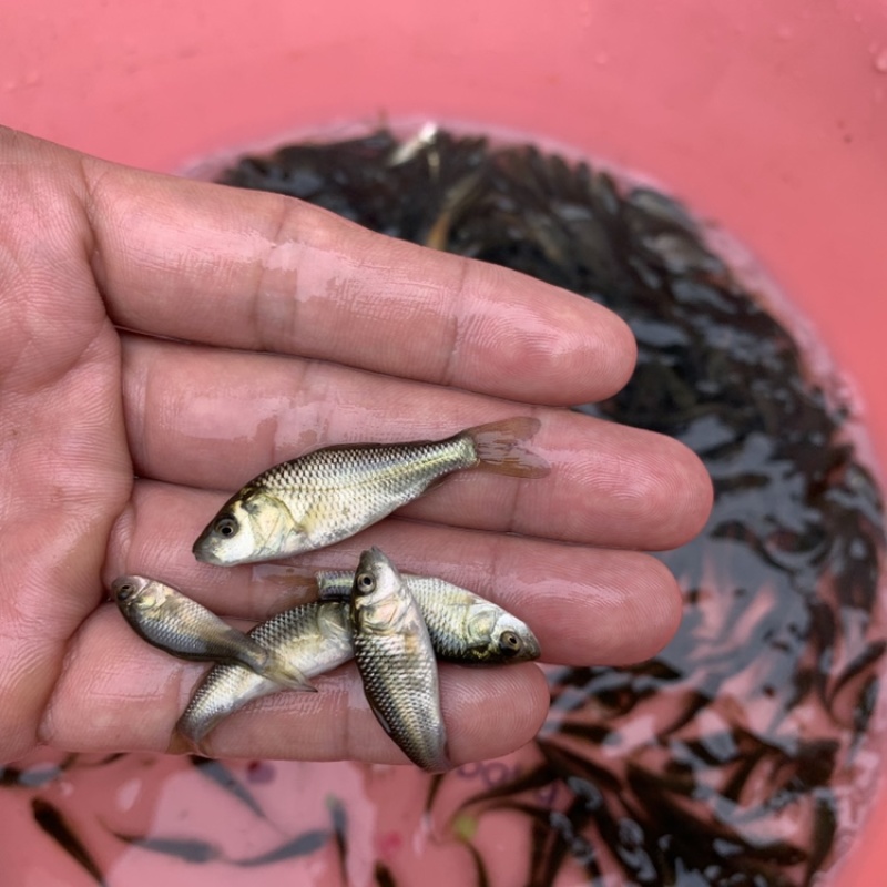 优质淡水鲤鱼苗丰鲤苗人工养殖高产量包邮包活到家