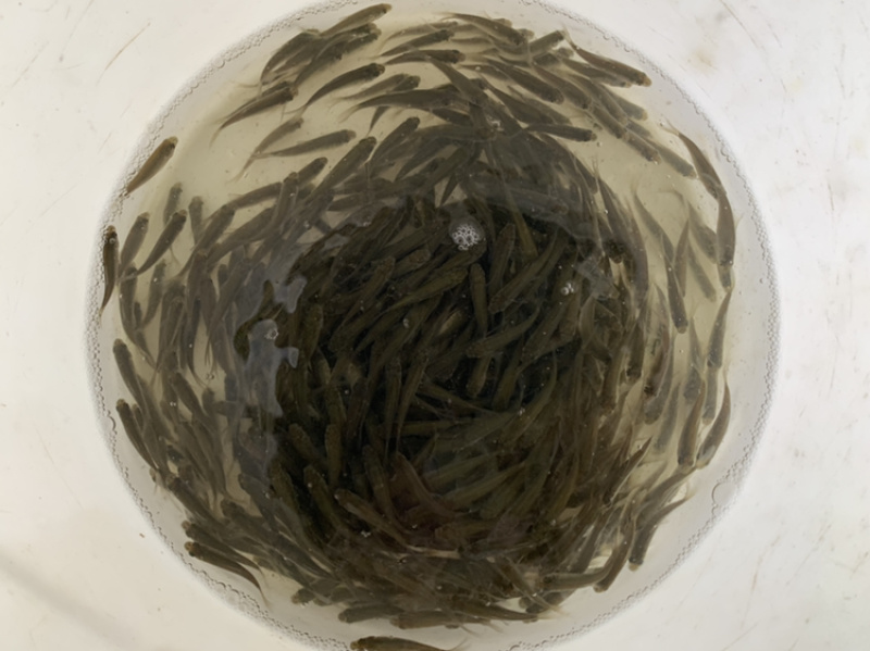 优质淡水鲤鱼苗丰鲤苗人工养殖高产量包邮包活到家