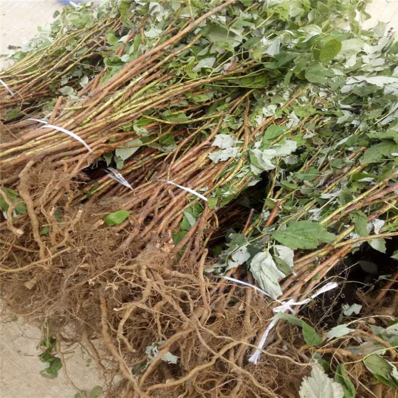 树莓苗当年结果双季树莓苗黑树莓黄树莓红树莓