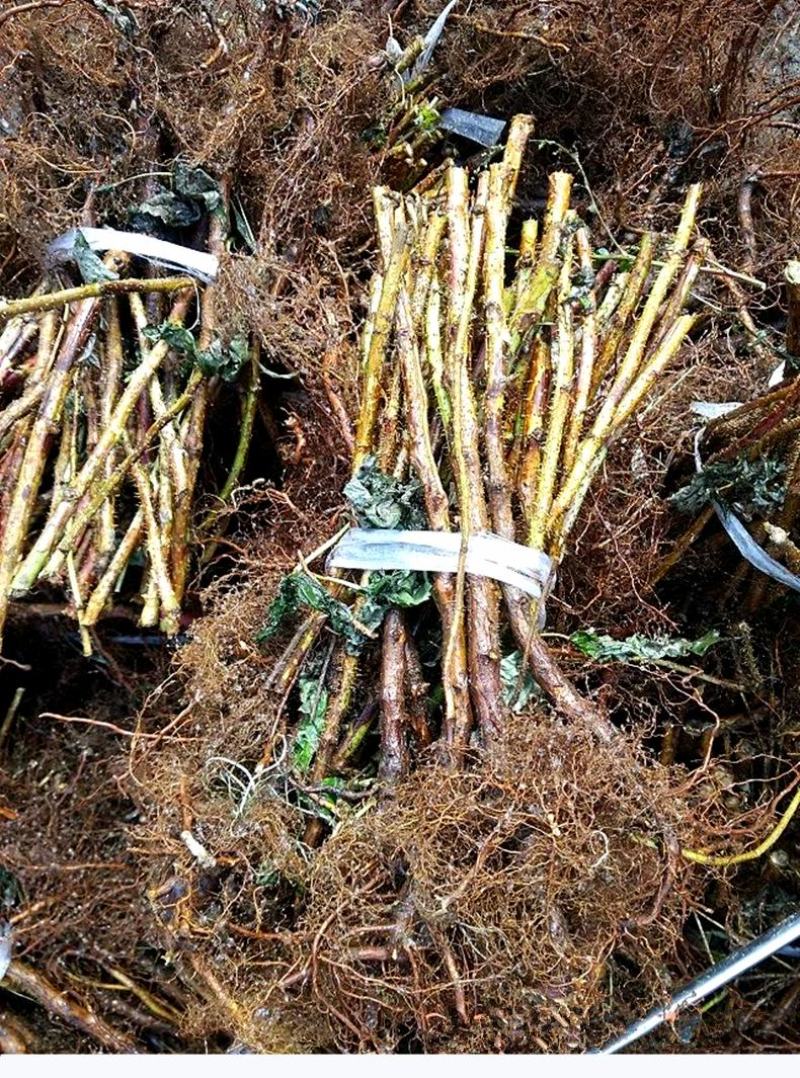 树莓苗当年结果双季树莓苗黑树莓黄树莓红树莓