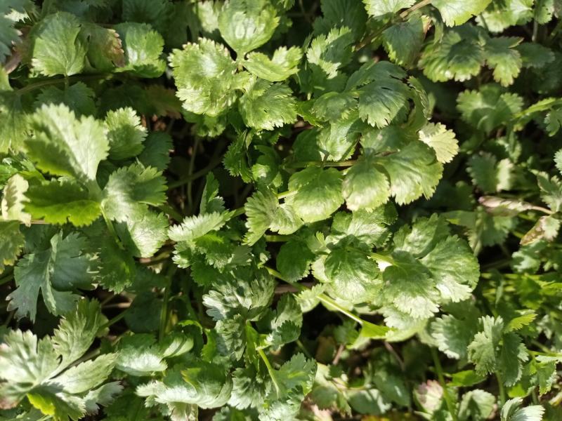 铁杆香菜大叶跨年香菜大量有货供货稳定