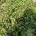 铁杆香菜大叶跨年香菜大量有货供货稳定