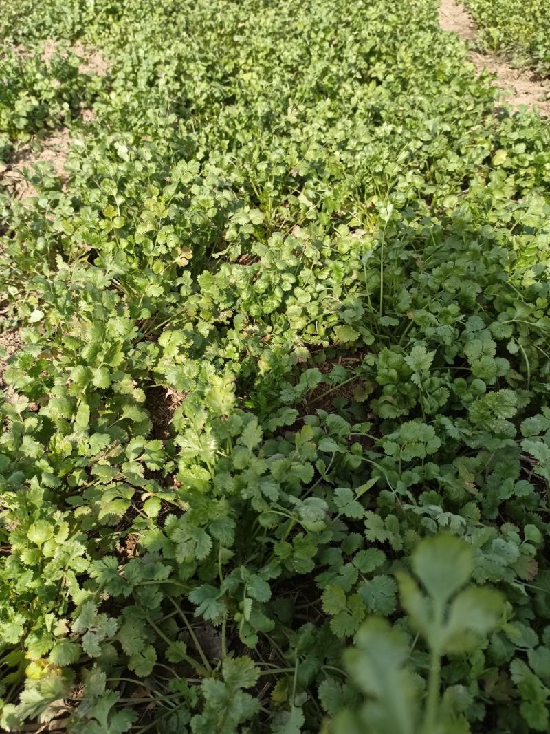 铁杆香菜大叶跨年香菜大量有货供货稳定