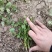 铁杆香菜大叶跨年香菜大量有货供货稳定