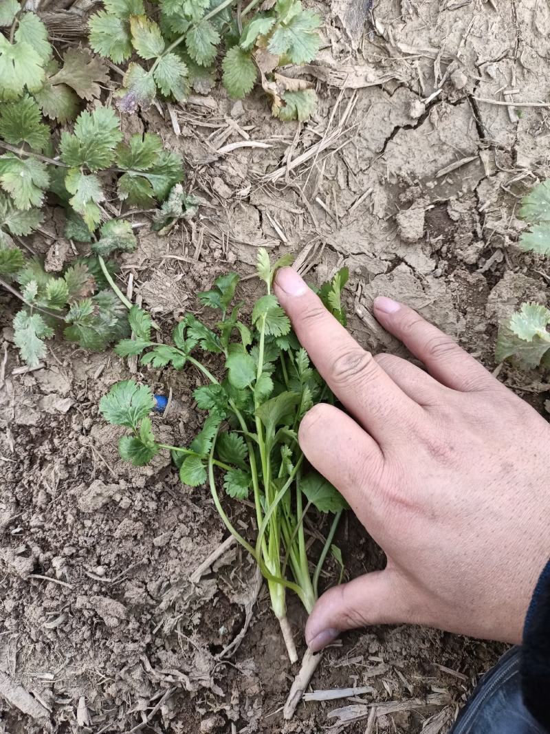 铁杆香菜大叶跨年香菜大量有货供货稳定