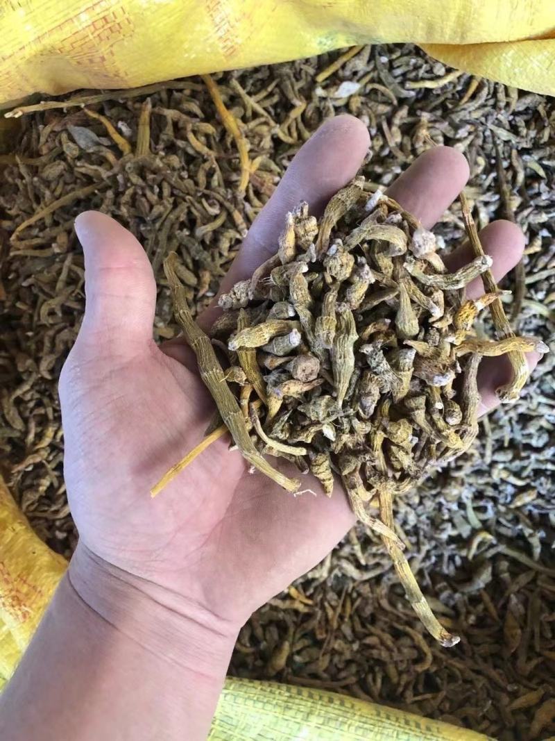 包邮纯野生虎牙石斛芽条（新货）全干新货，纯野生