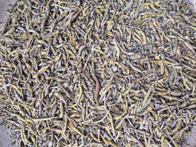 包邮纯野生虎牙石斛芽条（新货）全干新货，纯野生
