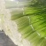 四川～～汉源～白帽蒜薹～产地直供一手货源真实报价