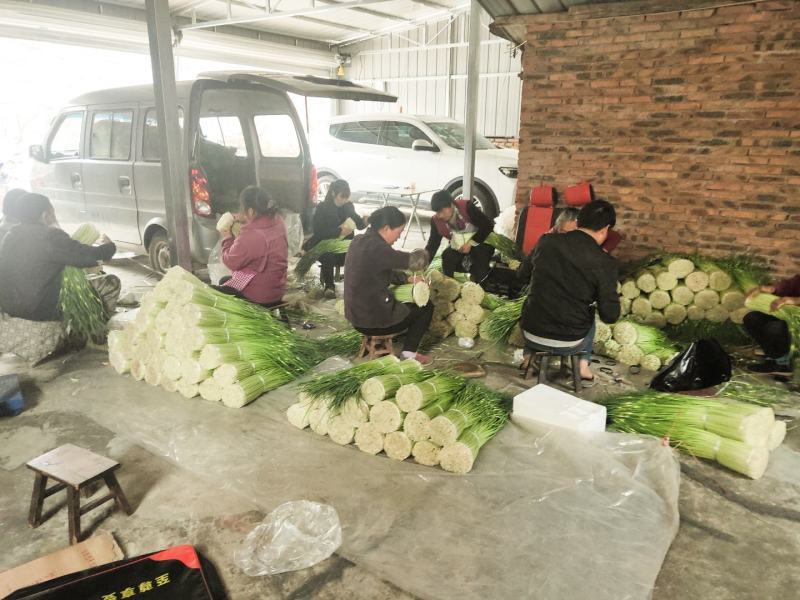 四川～～汉源～白帽蒜薹～产地直供一手货源真实报价
