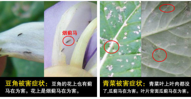 蓟马蓟索菜豆火龙果柑橘茄子海南广西蓟马专用杀虫剂