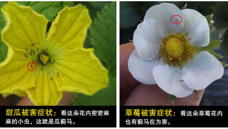 蓟马蓟索菜豆火龙果柑橘茄子海南广西蓟马专用杀虫剂