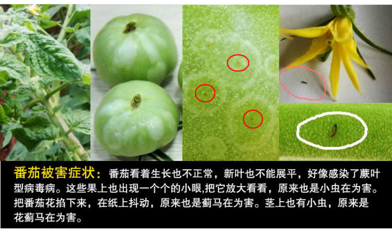 蓟马蓟索菜豆火龙果柑橘茄子海南广西蓟马专用杀虫剂