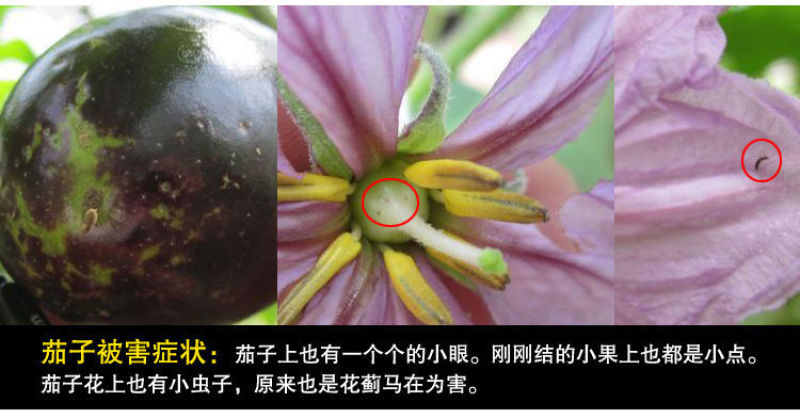 蓟马蓟索菜豆火龙果柑橘茄子海南广西蓟马专用杀虫剂