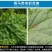 蓟马蓟索菜豆火龙果柑橘茄子海南广西蓟马专用杀虫剂