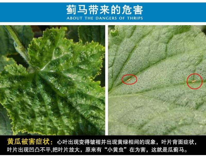 蓟马蓟索菜豆火龙果柑橘茄子海南广西蓟马专用杀虫剂