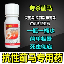 蓟马蓟索菜豆火龙果柑橘茄子海南广西蓟马专用杀虫剂