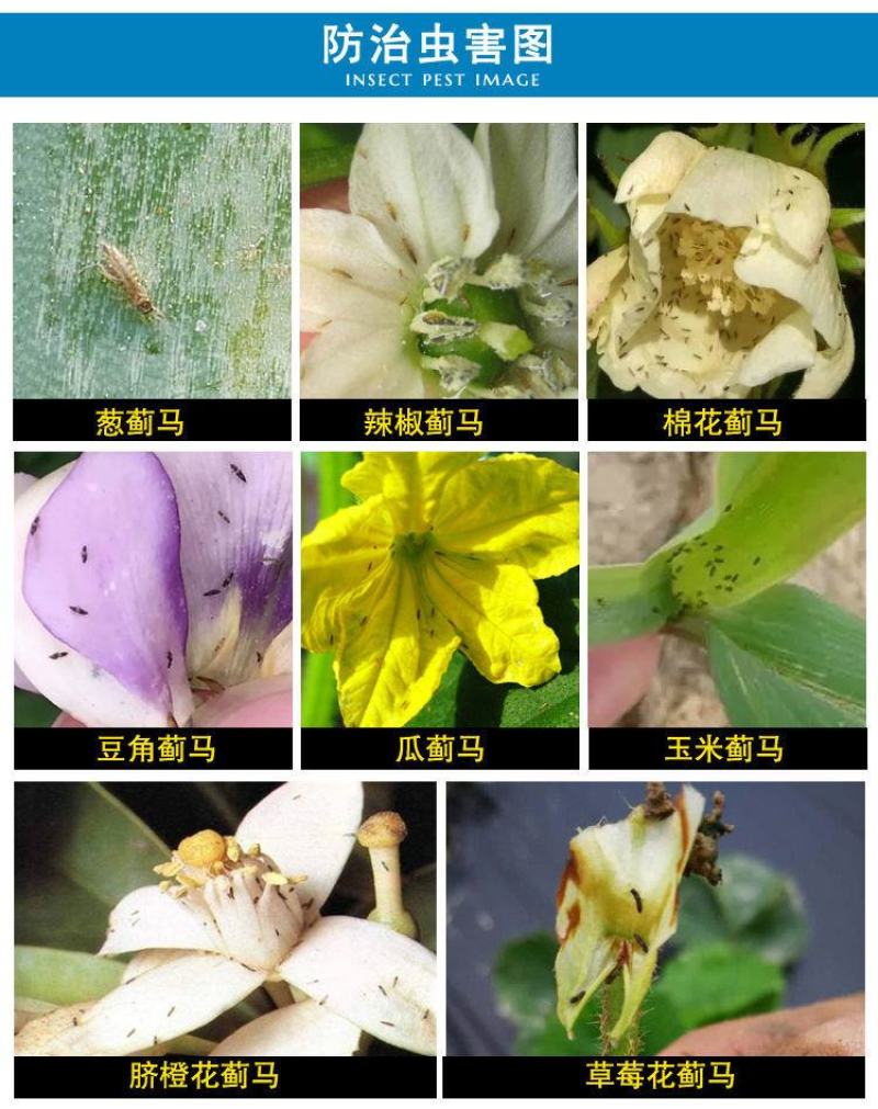 蓟马蓟索菜豆火龙果柑橘茄子海南广西蓟马专用杀虫剂