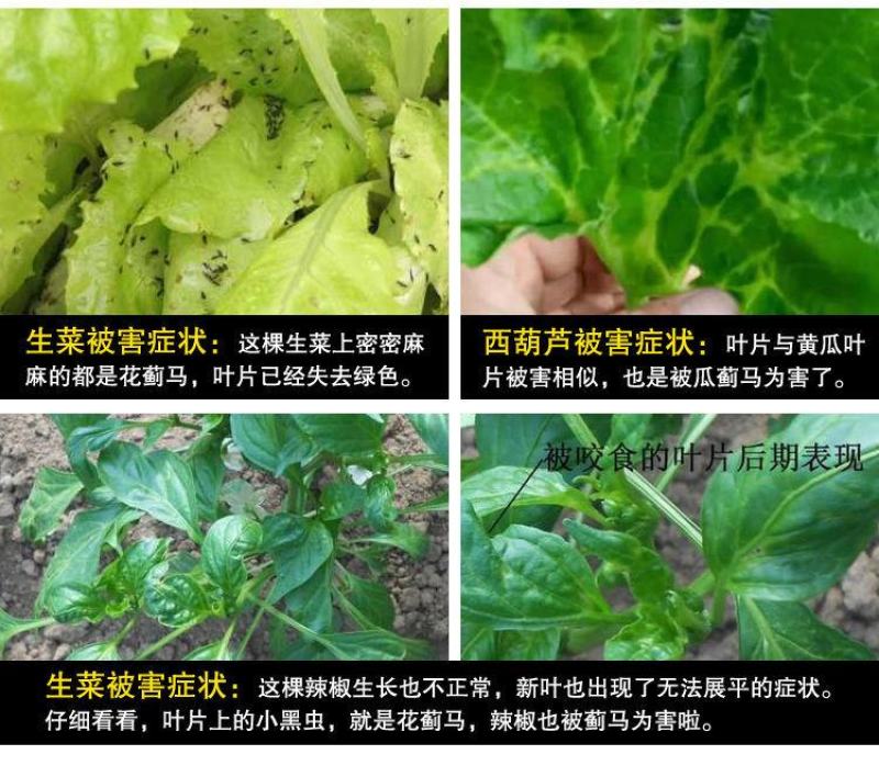 蓟马蓟索菜豆火龙果柑橘茄子海南广西蓟马专用杀虫剂