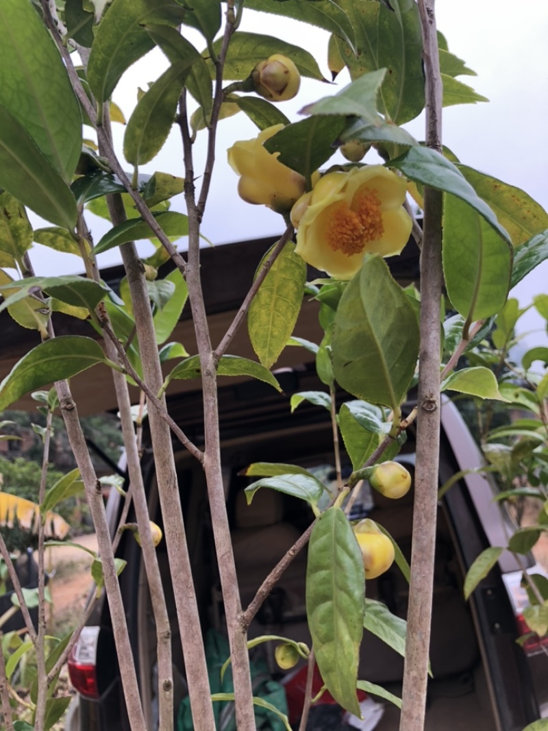 茶花苗防普金花茶苗阳台庭院种植