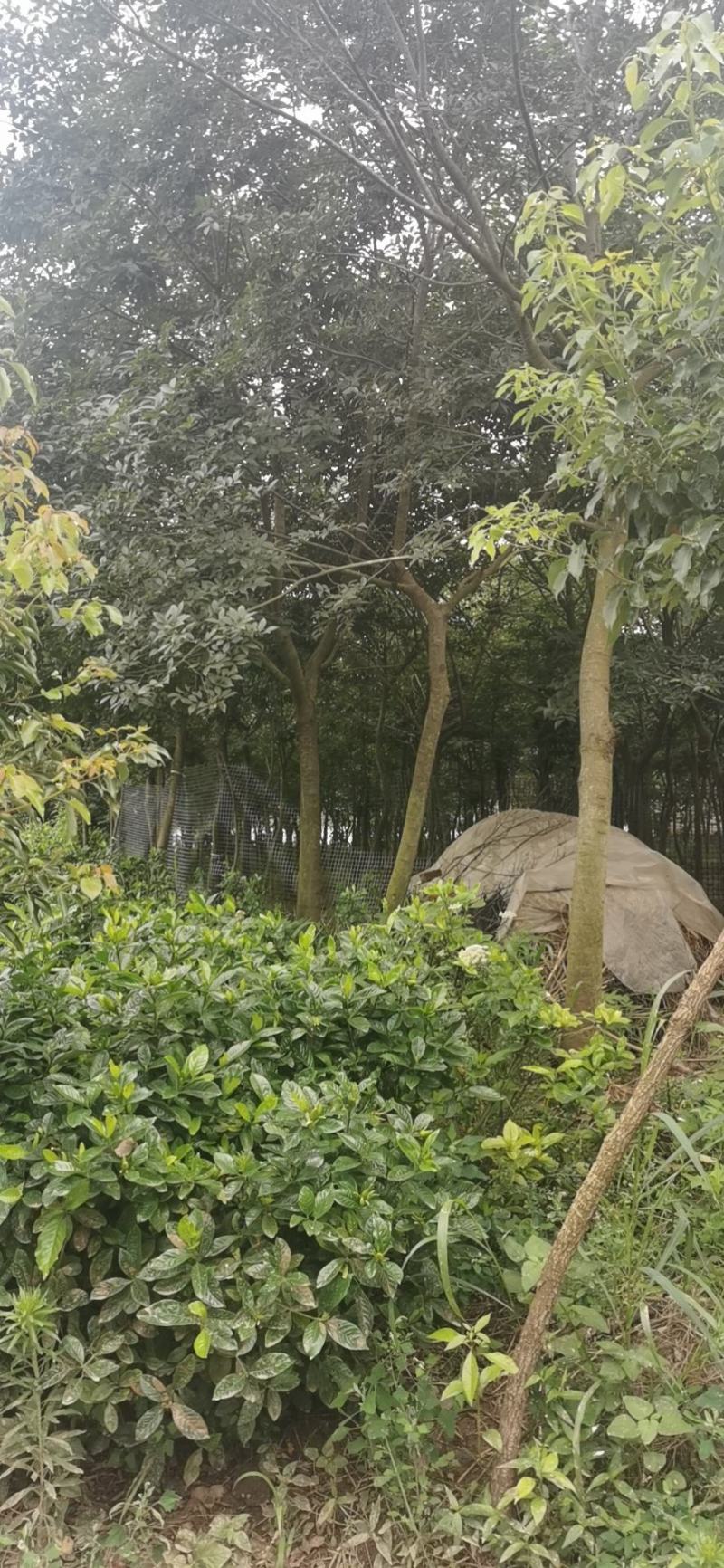 香樟