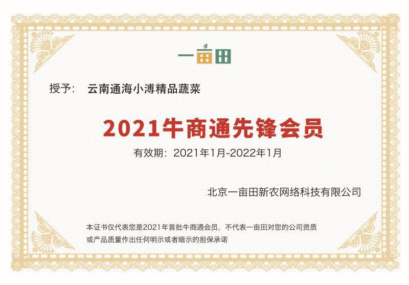 【精品】云南黄心白菜4~5斤保质保量产地直发量大从优
