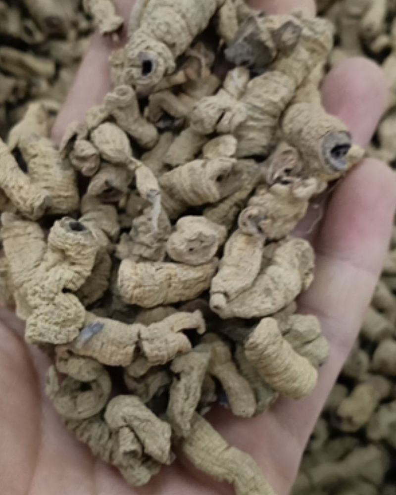 巴戟天巴戟肉货好主营云南药材品种齐全