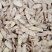 甘肃黄芪黄芪片正北芪黄芪茶无硫黄芪非特级50
