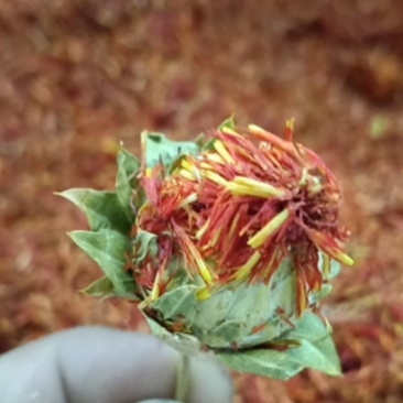 云南红花自己家种的无添加任何色素和重量