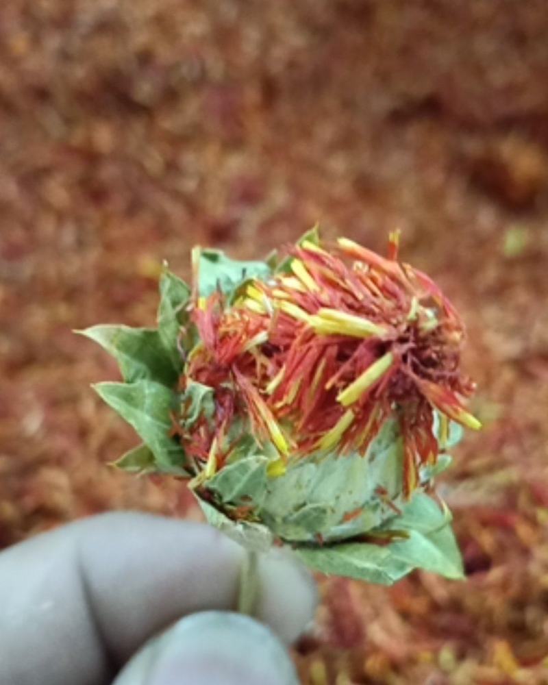 云南红花自己家种的无添加任何色素和重量