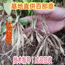 云南百部种苗露天苗基地直供技术指导诚信经营包成活