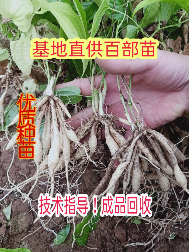 云南百部种苗露天苗基地直供技术指导诚信经营包成活