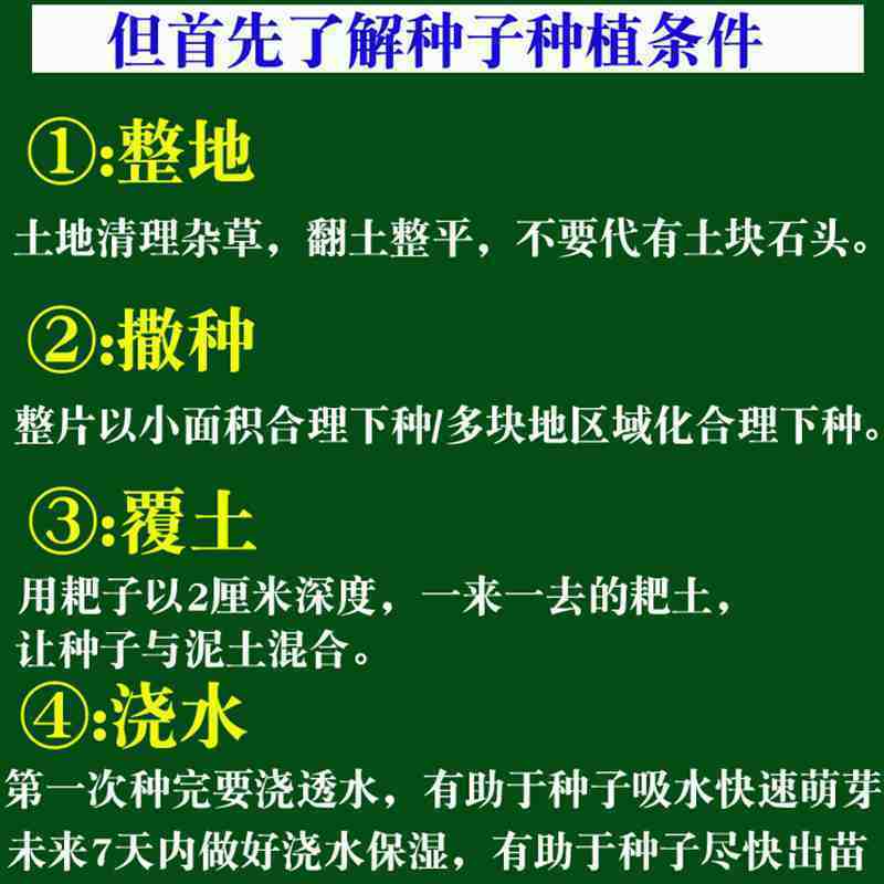 护坡专用草坪种子狗牙根净籽发芽率高狗牙根种子包衣耐踩踏