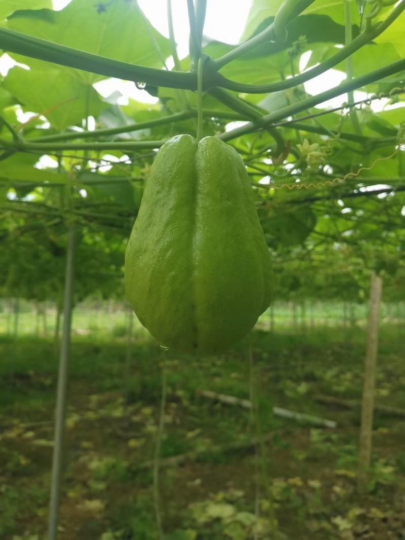 反季节佛手瓜，销往全国各地