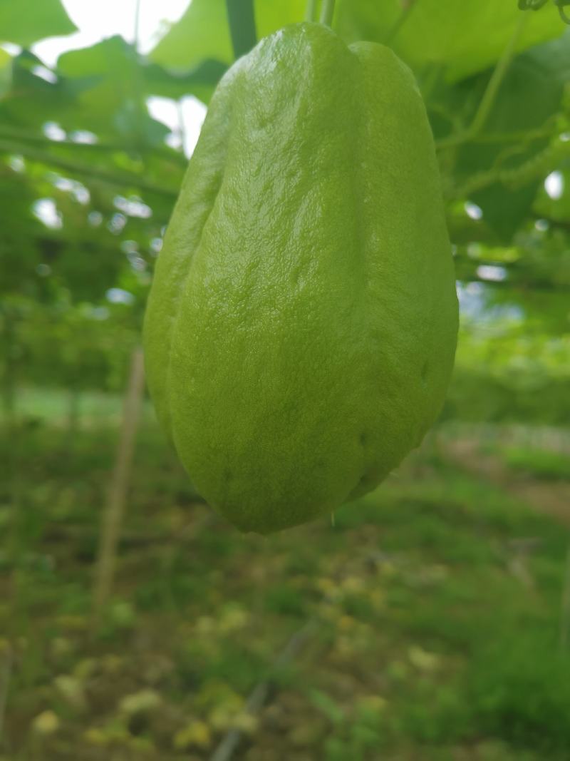 反季节佛手瓜，销往全国各地