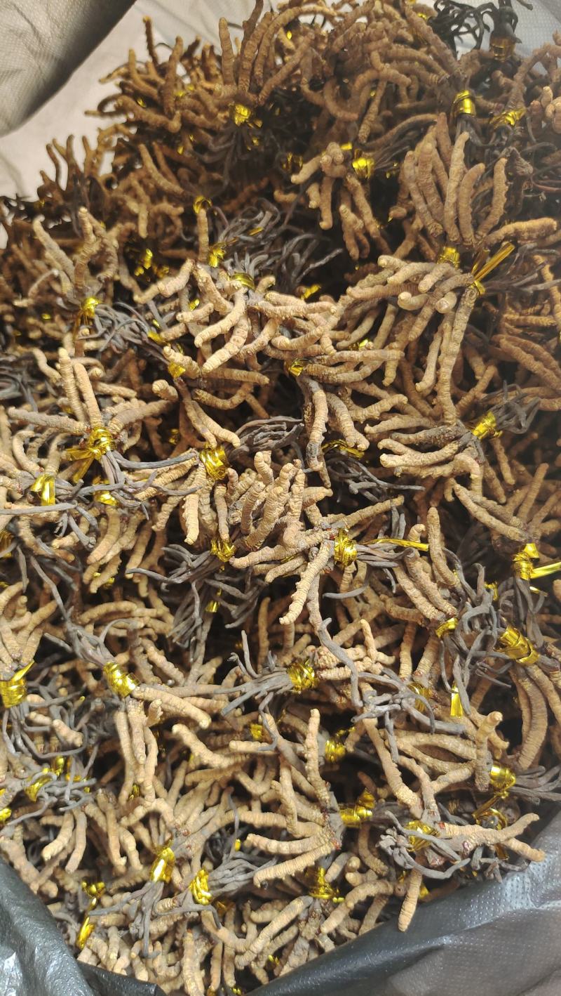 降价处理冬虫夏草推销