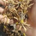 降价处理冬虫夏草推销
