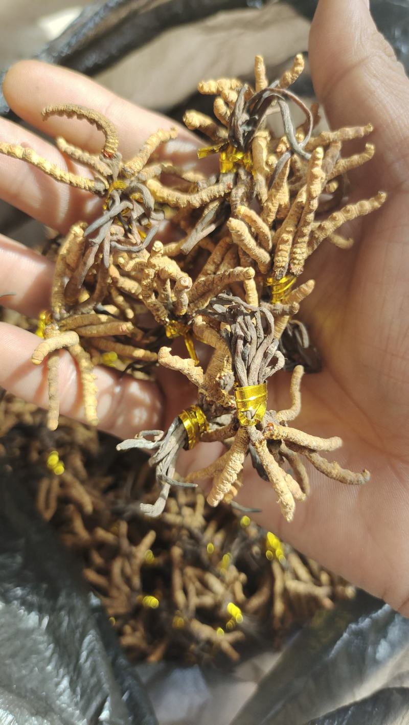 降价处理冬虫夏草推销