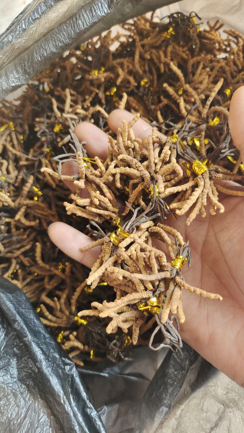 降价处理冬虫夏草推销