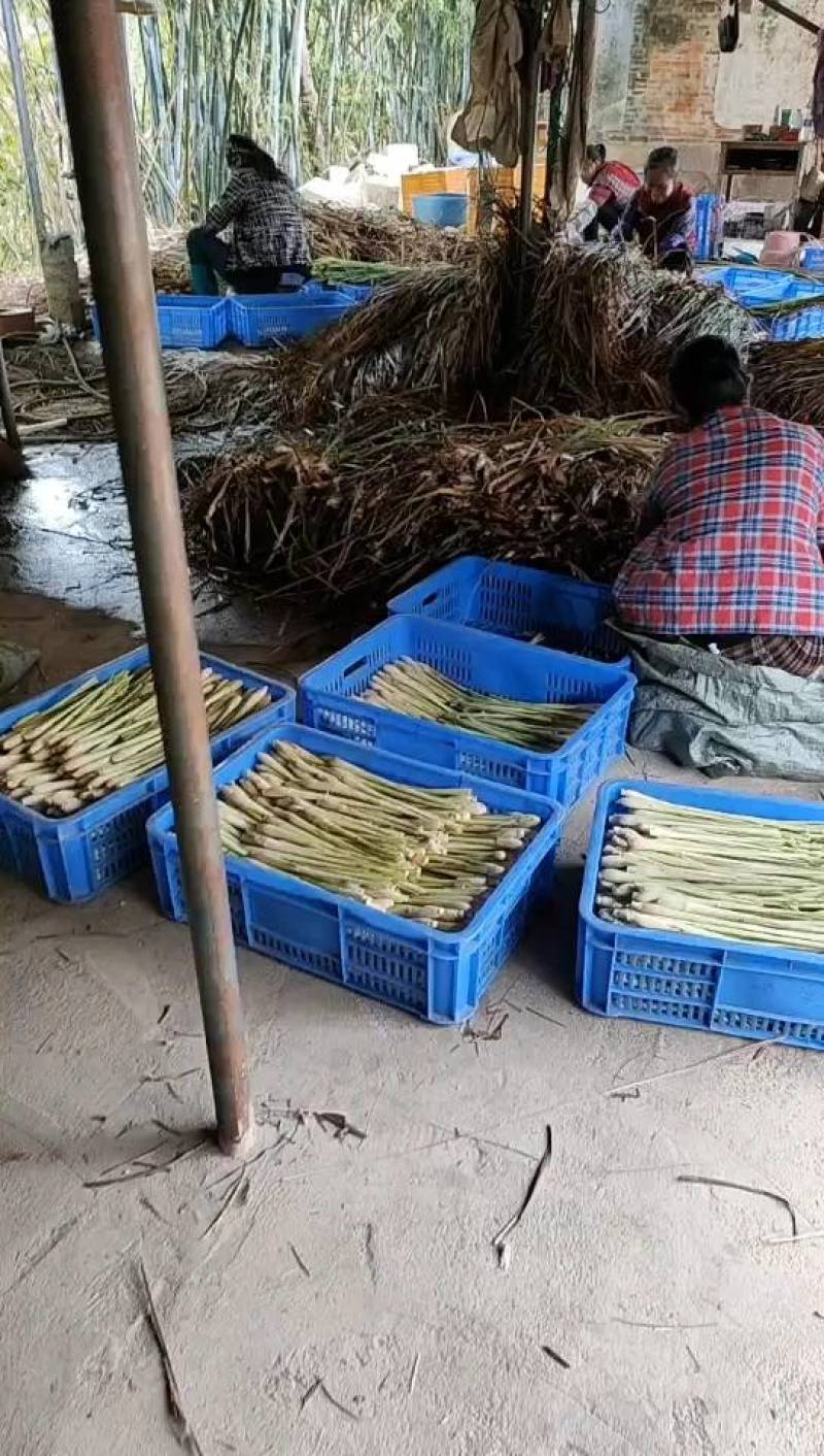 新鲜香茅草食用泰国柠檬香茅草香茅冬阴功汤调味料(自产自销