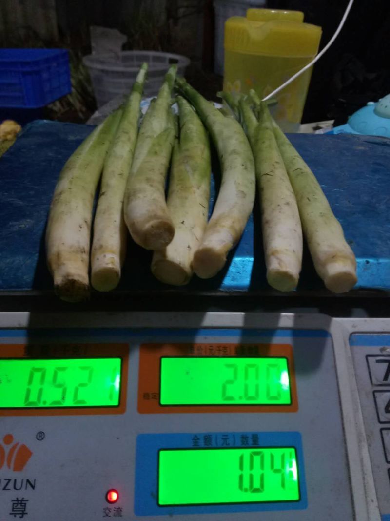 新鲜香茅草食用泰国柠檬香茅草香茅冬阴功汤调味料(自产自销