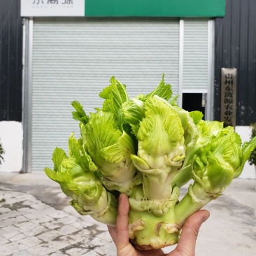 贵州东篱源农业发展有限公司