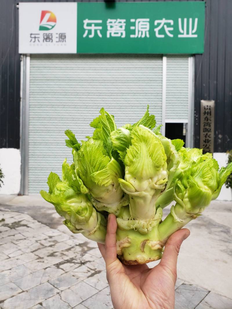 贵州东篱源农业发展有限公司