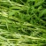 大量芦篙欢迎大家预定