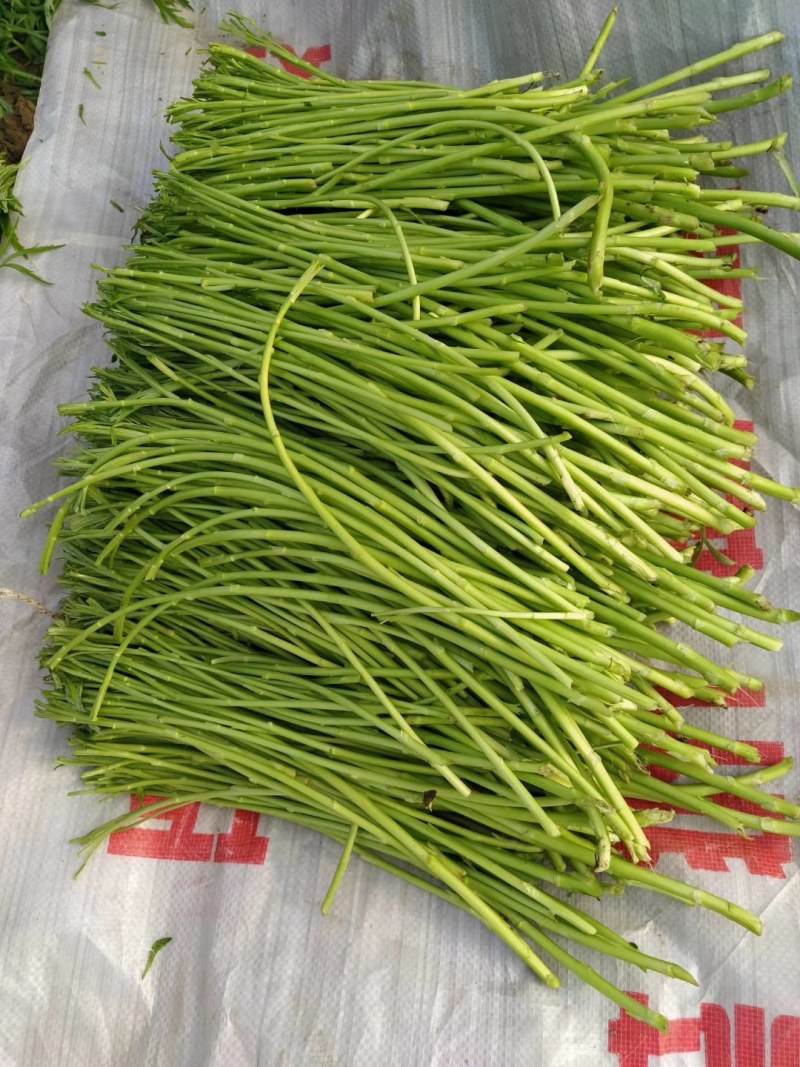 大量芦篙欢迎大家预定