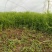 大量芦篙欢迎大家预定